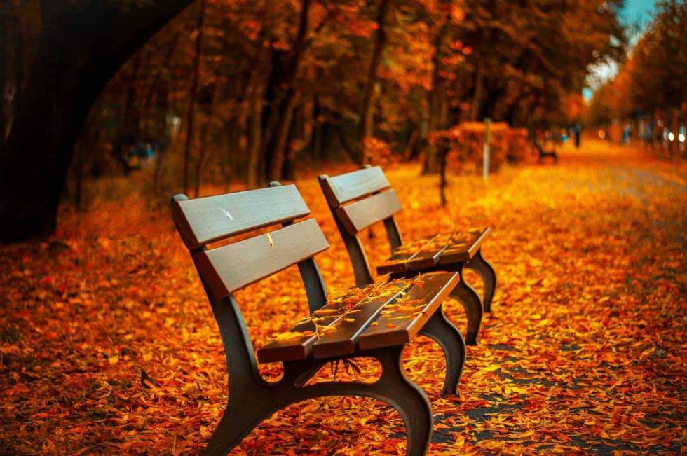 Who To Nominate As Executor Of A Will And What Does An Executor Do 